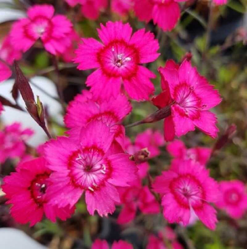 mezei szegfű (Dianthus deltoides)