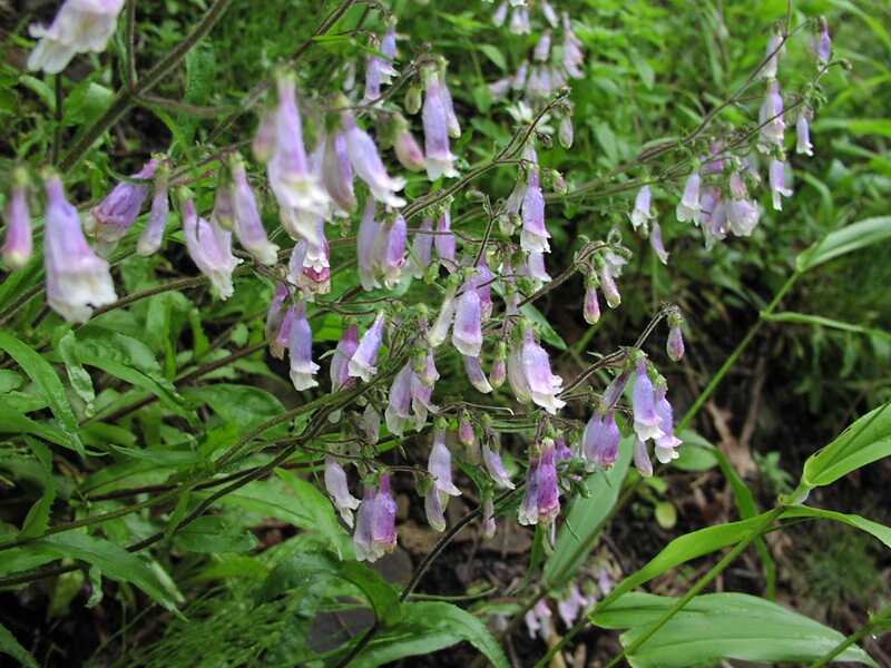 mirigyes bugatölcsér (Penstemon hirsutus)