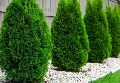 nyugati tuja (Thuja occidentalis)