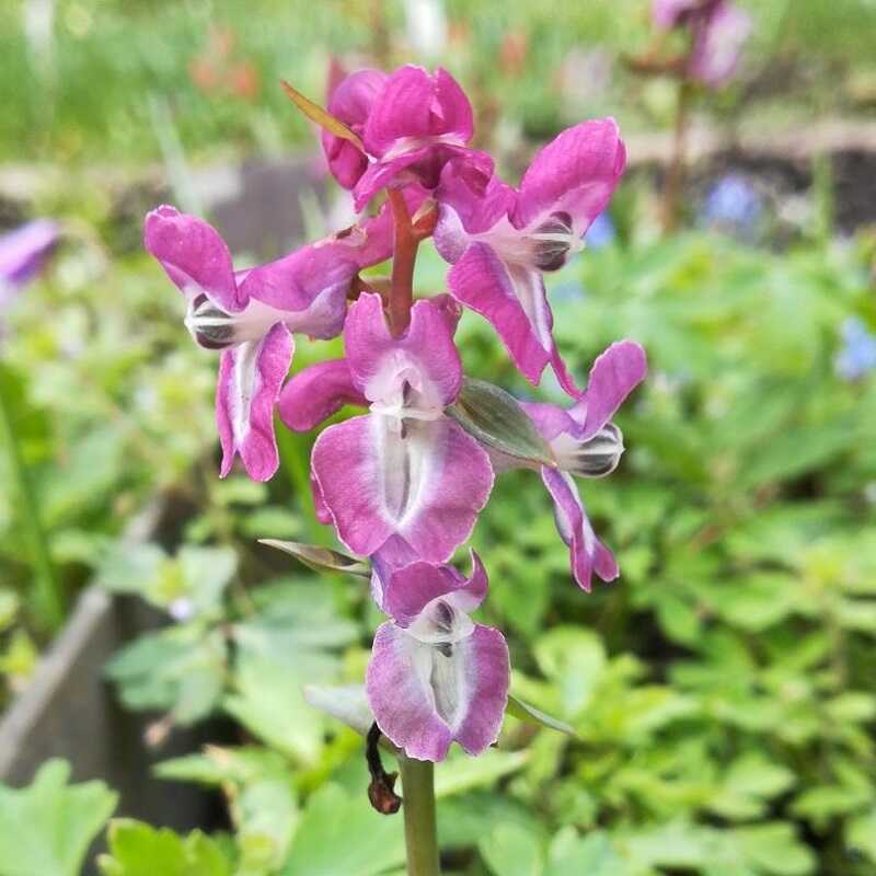 odvas keltike (Corydalis cava)