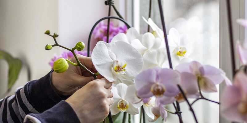orchidea gondozása