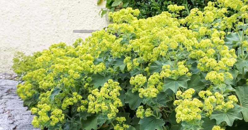 Palástfű (Alchemilla)