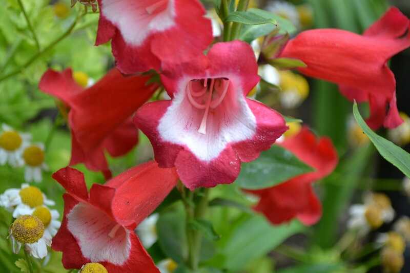 Piros bugatölcsér (Penstemon hartwegii