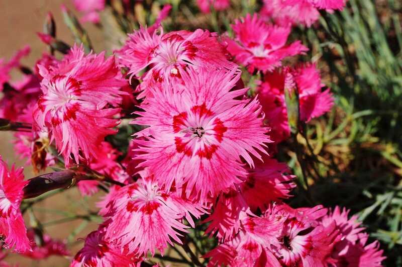 pünkösdi szegfű (Dianthus gratianopolitanus)