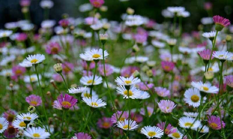 Spanyol küllőrojt (Erigeron karvinskianus)