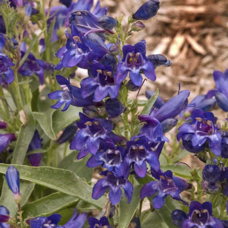 szakállas bugatölcsér (Penstemon barbatus)