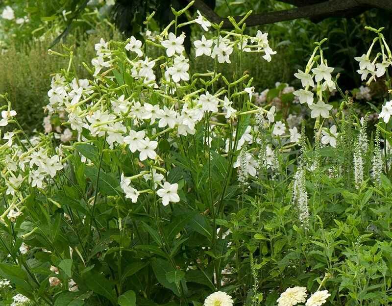 szárnyalt díszdohány (Nicotiana alata)