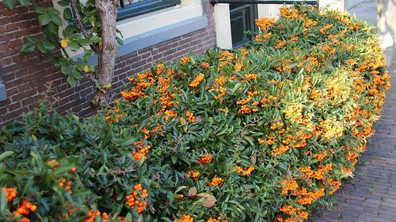 Tűztövis (Pyracantha coccinea)