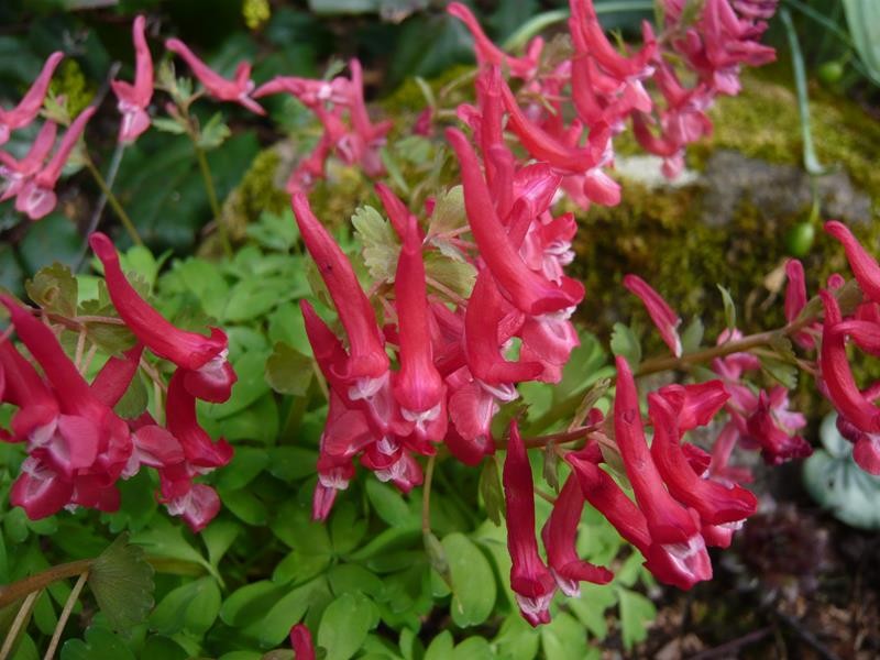 ujjas keltike (Corydalis solida)