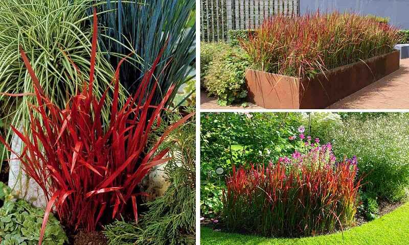 Alangfű (Imperata cylindrica 'Red Baron')