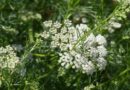 Ánizs (Pimpinella anisum)