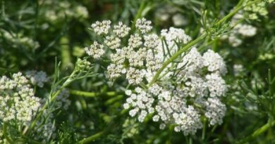 Ánizs (Pimpinella anisum) Ánizs (Pimpinella anisum)