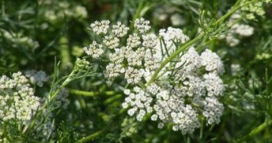 Ánizs (Pimpinella anisum)