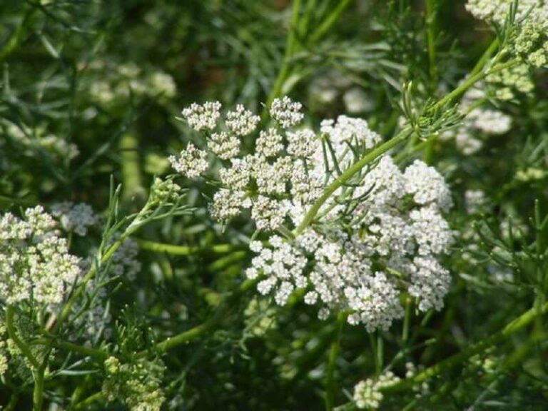 Ánizs (Pimpinella anisum)