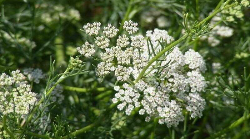 Ánizs (Pimpinella anisum)