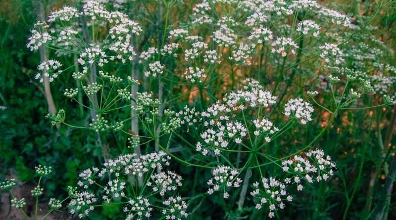 Ánizs (Pimpinella anisum)