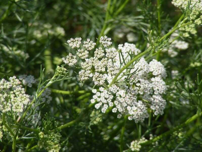 Ánizs (Pimpinella anisum)