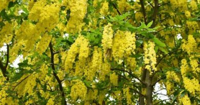 aranyesőt (Laburnum)