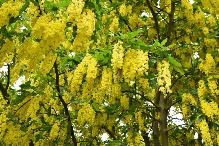 aranyesőt (Laburnum)