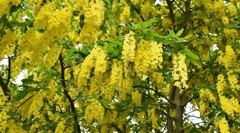 aranyesőt (Laburnum)