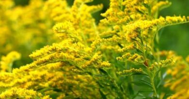 Aranyvessző (Solidago virgaurea)