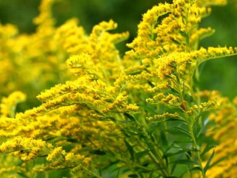 Aranyvessző (Solidago virgaurea)