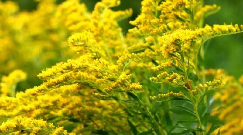 Aranyvessző (Solidago virgaurea)