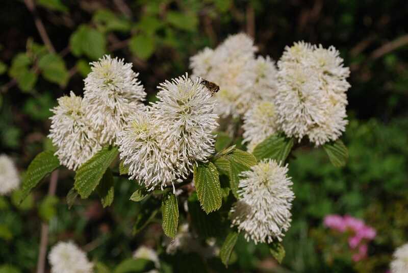 csillagszőrű bóbitacserje (Fothergilla major)