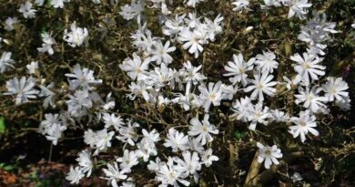 csillagvirágú liliomfa (Magnolia stellata)