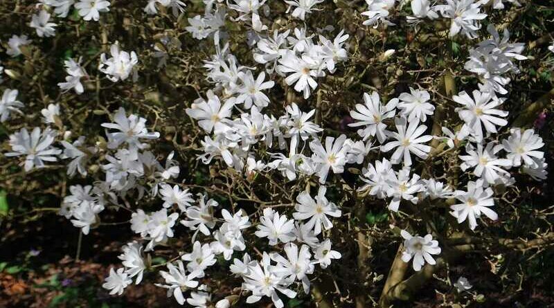 csillagvirágú liliomfa (Magnolia stellata)