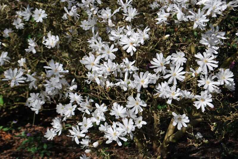 csillagvirágú liliomfa (Magnolia stellata)