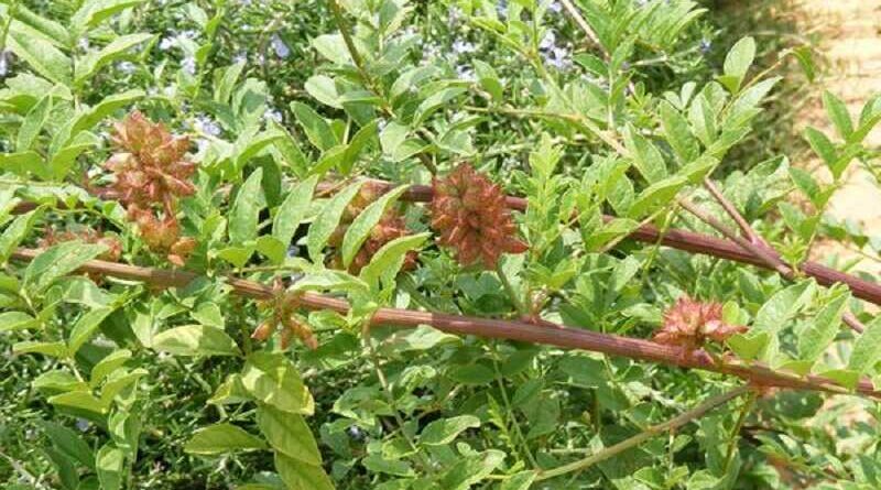 igazi édesgyökér (Glycyrrhiza glabra)