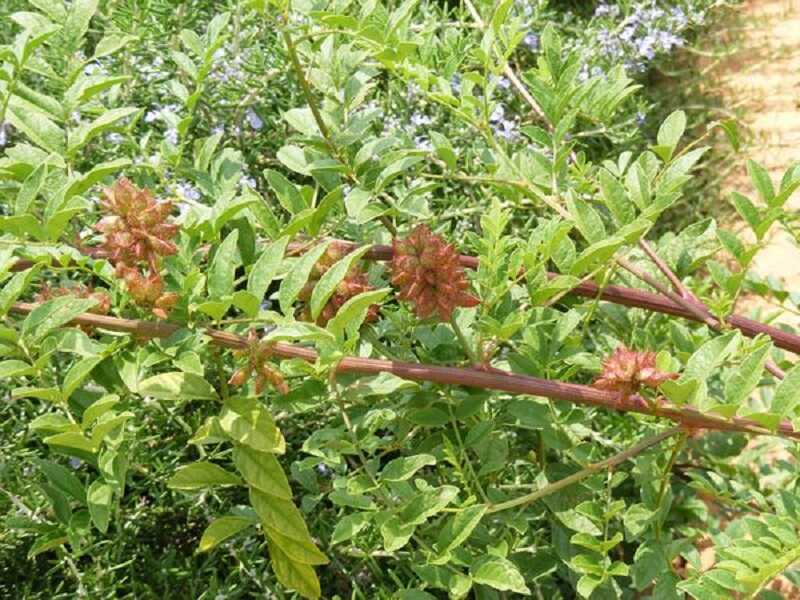 igazi édesgyökér (Glycyrrhiza glabra)