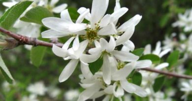 Fanyarka (Amelanchier)