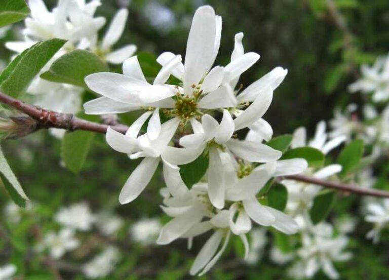 Fanyarka (Amelanchier)