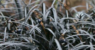 Fekete kígyószakáll (Ophiopogon planiscapus 'Nigrescens')