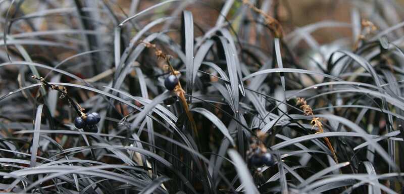Fekete kígyószakáll (Ophiopogon planiscapus 'Nigrescens')