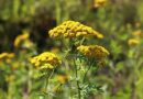 Gilisztaűző varádics (Tanacetum vulgare)