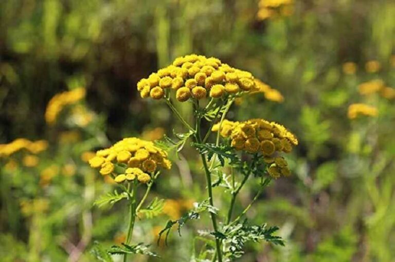 Gilisztaűző varádics (Tanacetum vulgare)