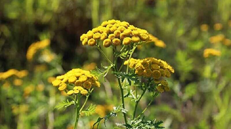 Gilisztaűző varádics (Tanacetum vulgare)