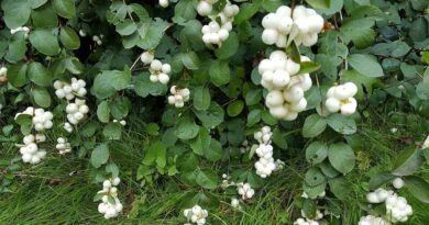 Hóbogyó (Symphoricarpos)