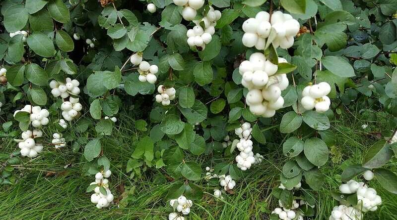 Hóbogyó (Symphoricarpos)