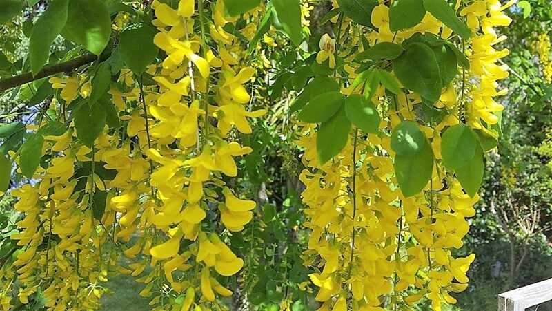 hosszúfürtű aranyeső (Laburnum x watereri)