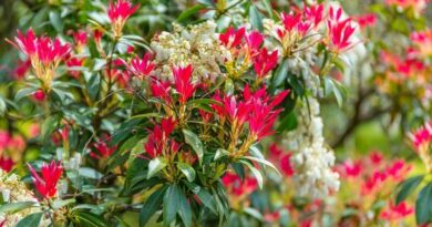 Japán babérhanga (Pieris japonica)