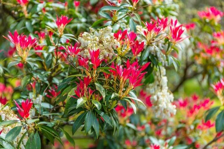 Japán babérhanga (Pieris japonica)