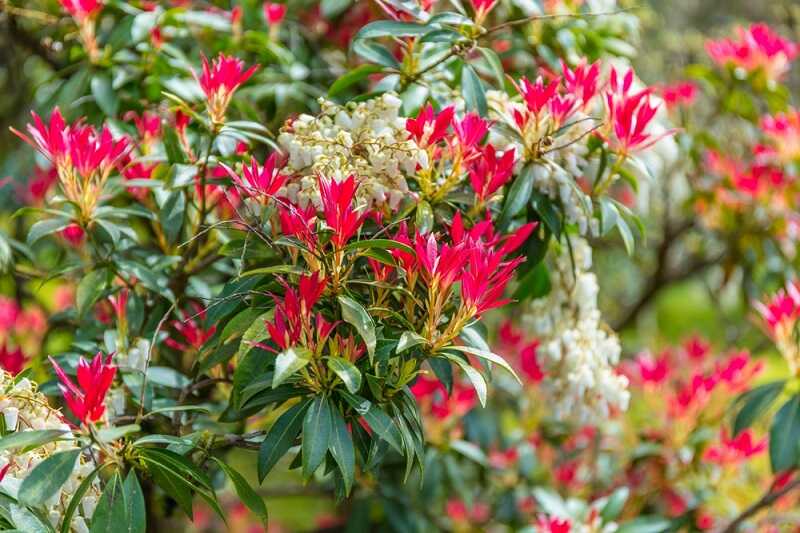 Japán babérhanga (Pieris japonica)