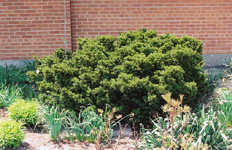 japán tiszafa (Taxus cuspidata)