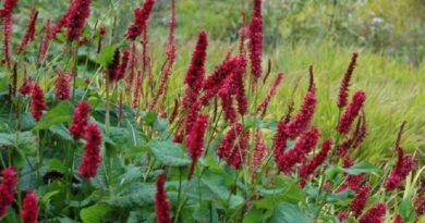 Keserűfű (Persicaria)