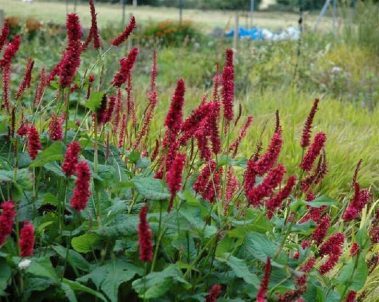 Keserűfű (Persicaria)