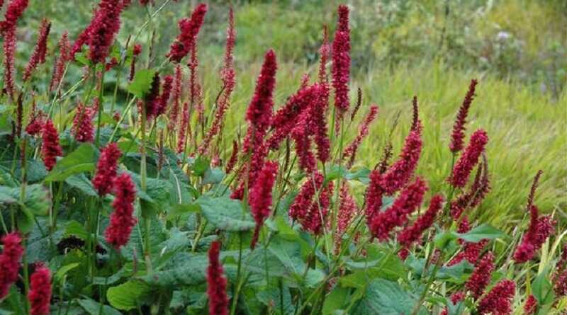 Keserűfű (Persicaria)